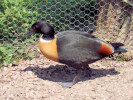 ?? (WWT Slimbridge 20) - pic by Nigel Key